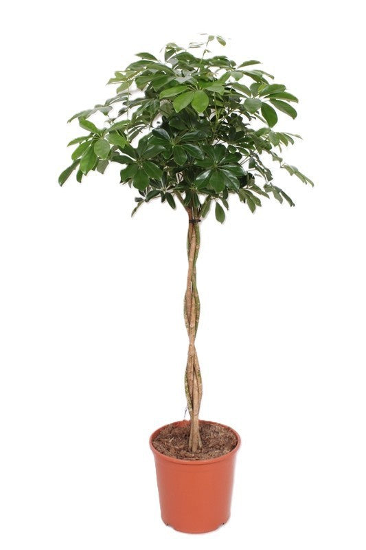 Schefflera Compacta 160cm 30cm Pot