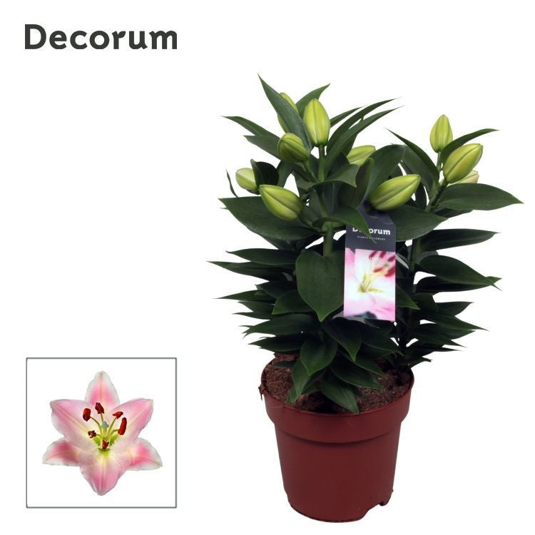 Lilium Souvenir 45cm 17cm Pot