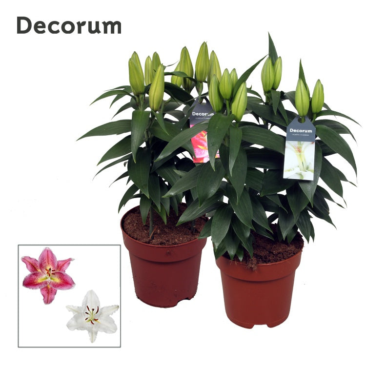 Lilium oriental mix 55cm 17cm Pot