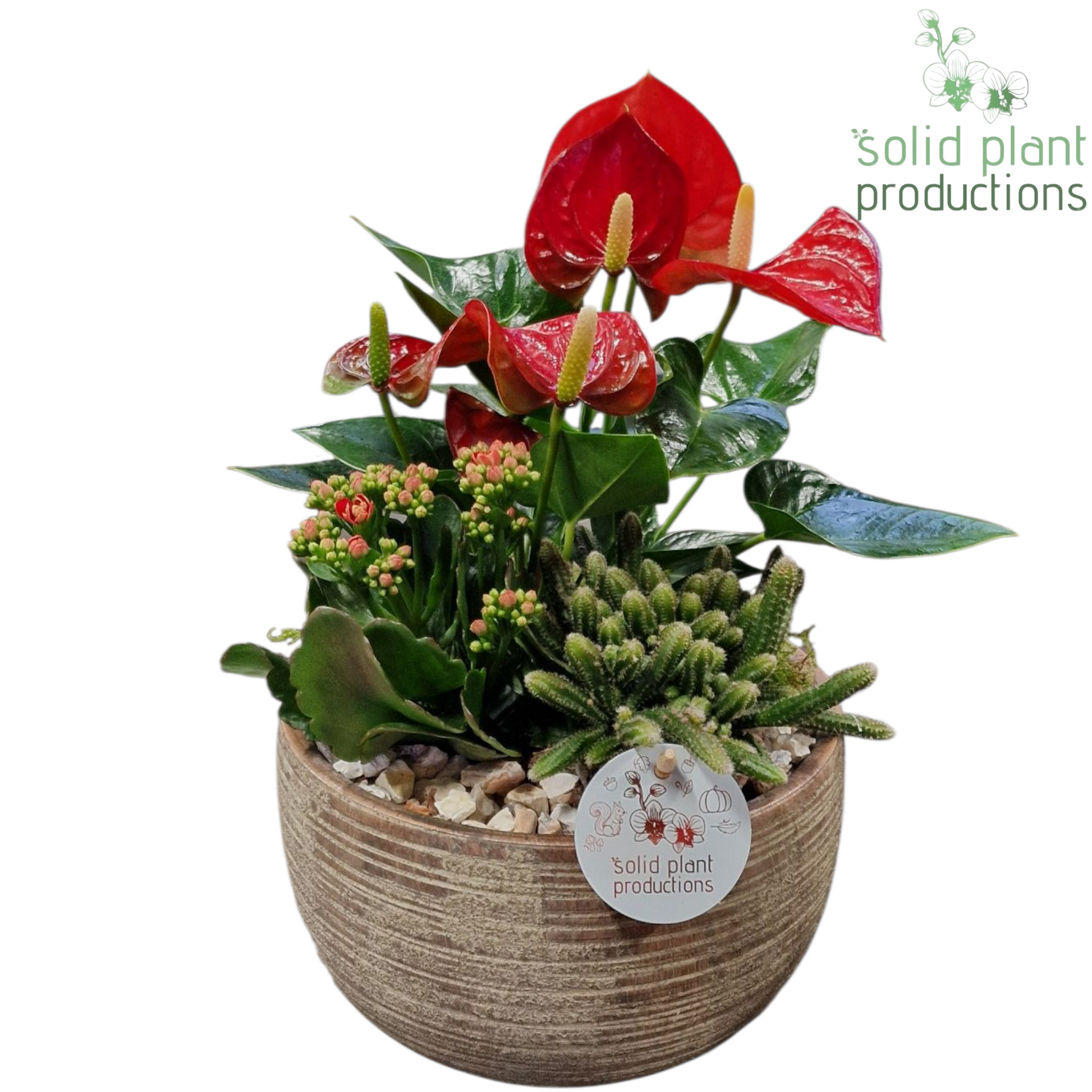 AE060 Arizona Small Red Anthurium 40cm 21cm Pot