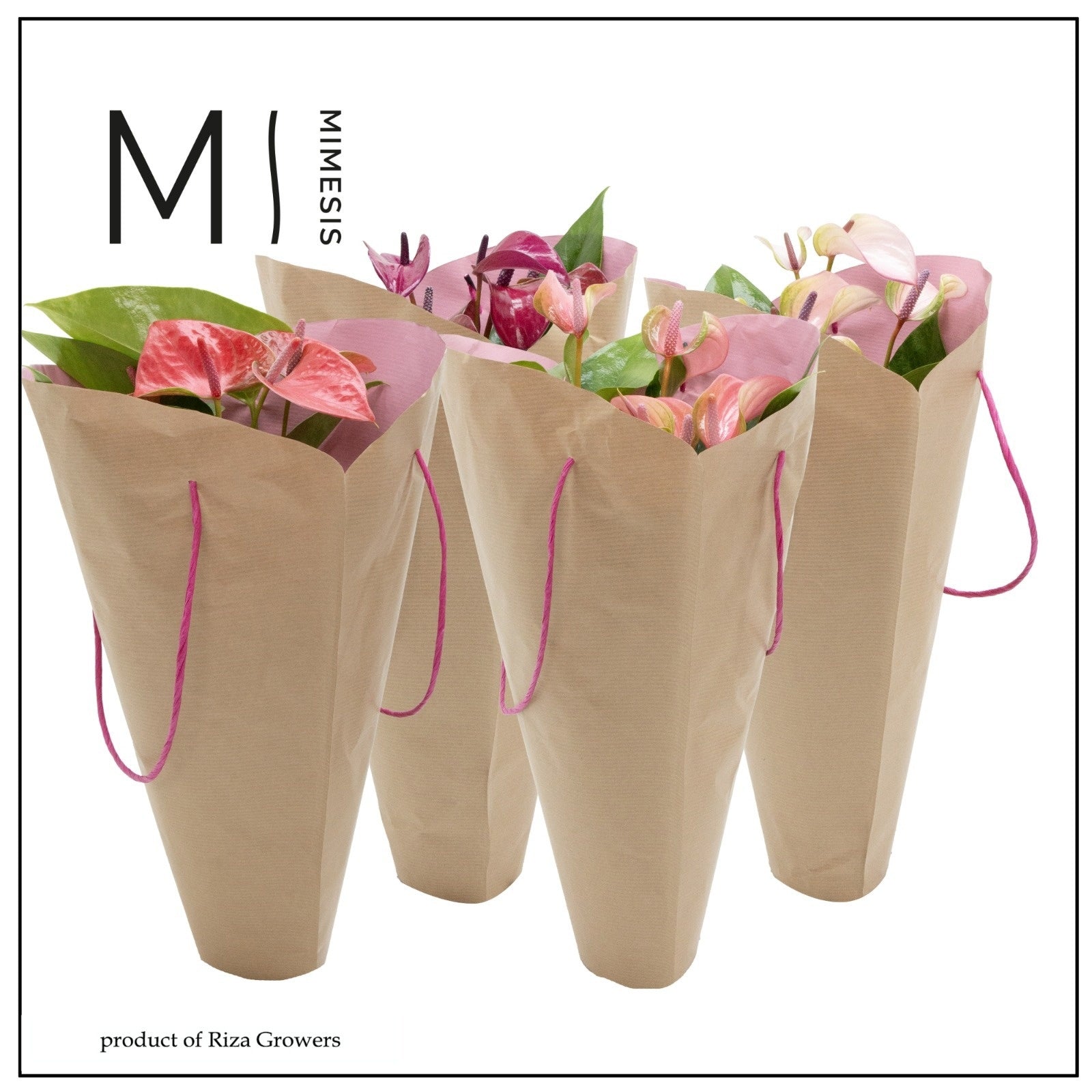 Riza Karma Plants Anthurium Pink mix Pack of 6