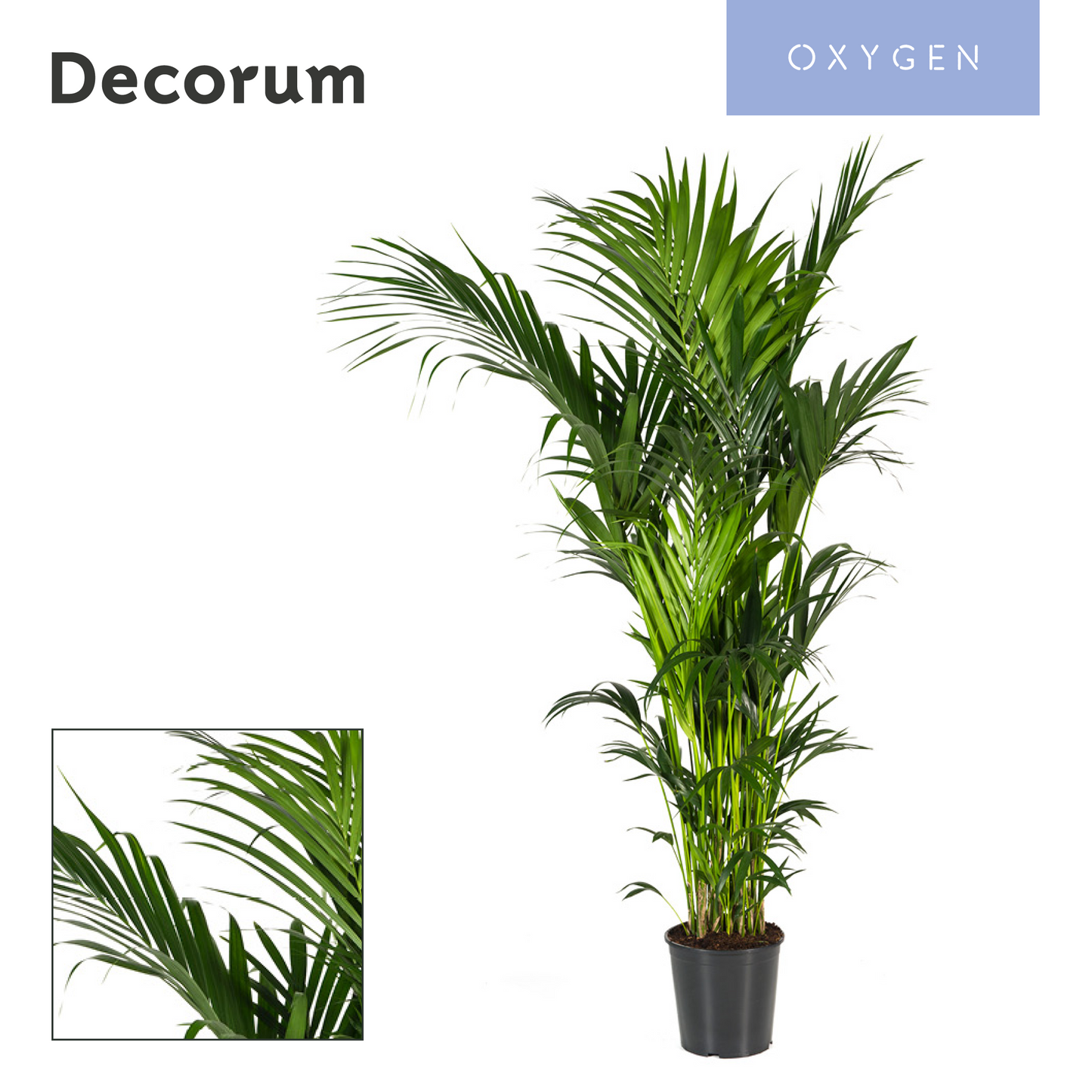 Howea forsteriana 220cm 32cm Pot