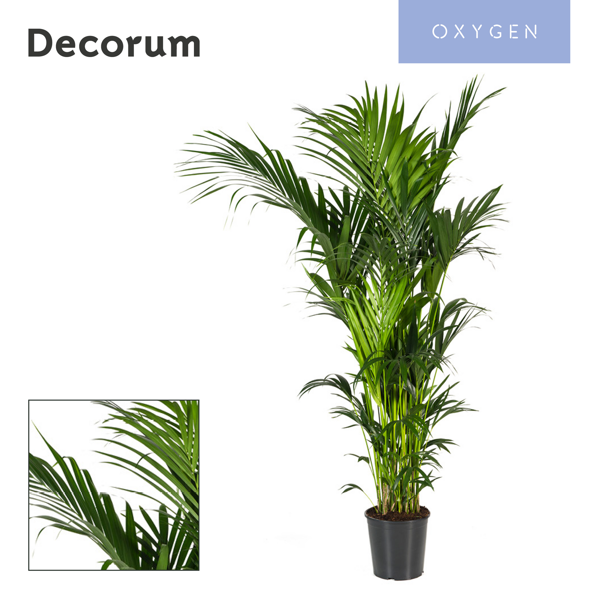 Howea forsteriana 220cm 32cm Pot