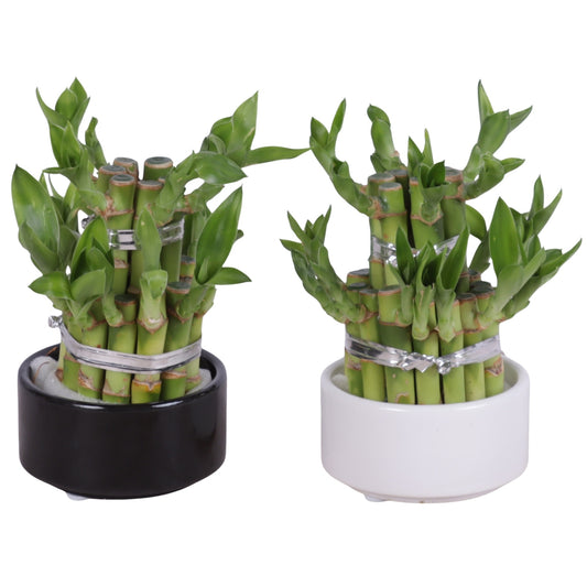 Drac. Lucky Bamboo (+ drp. ceramic) 15cm 8cm Pot