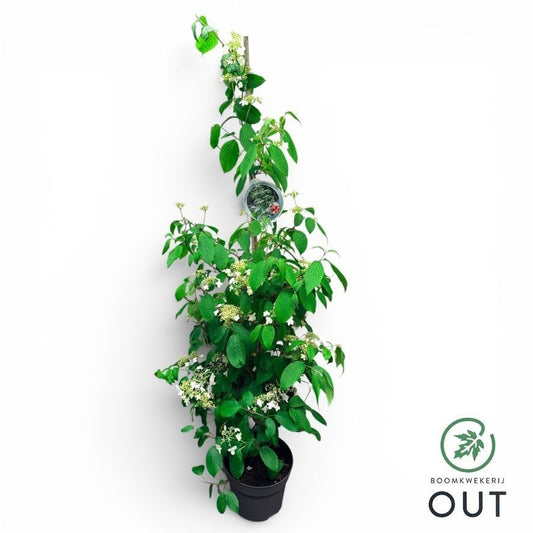 Viburnum plic. Kilimandjaro 150cm 29cm Pot