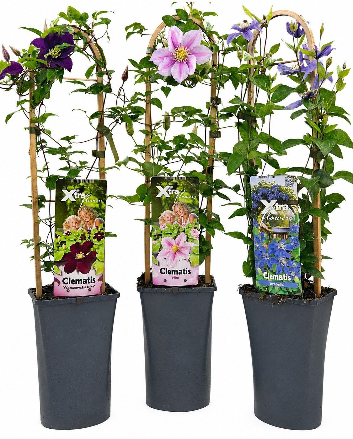 Climbers Mix 75cm 17cm Pot