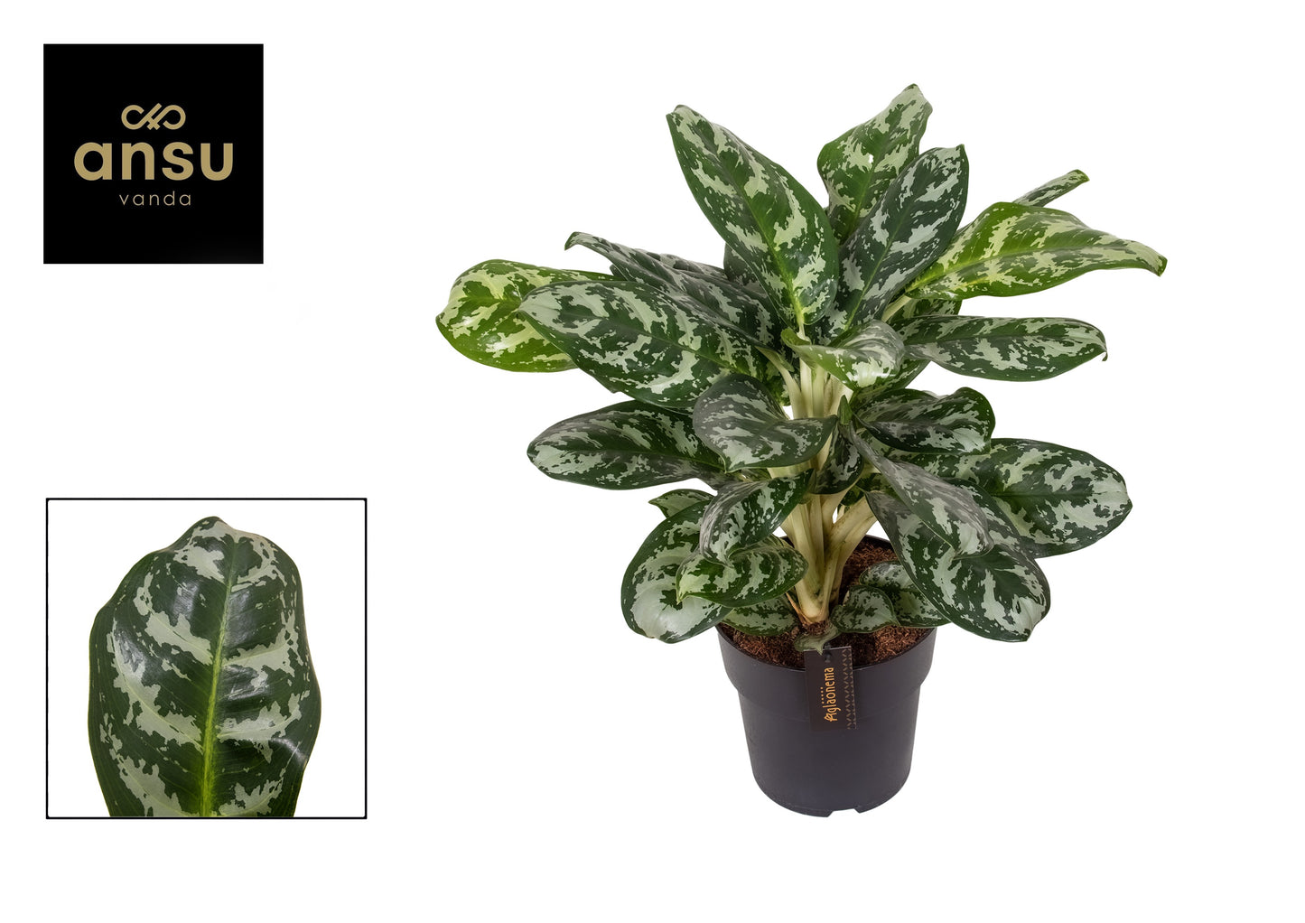 Aglaonema Amazon Silver 60cm 19cm Pot