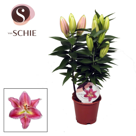 Lilium Reeleeze 40cm 13cm Pot