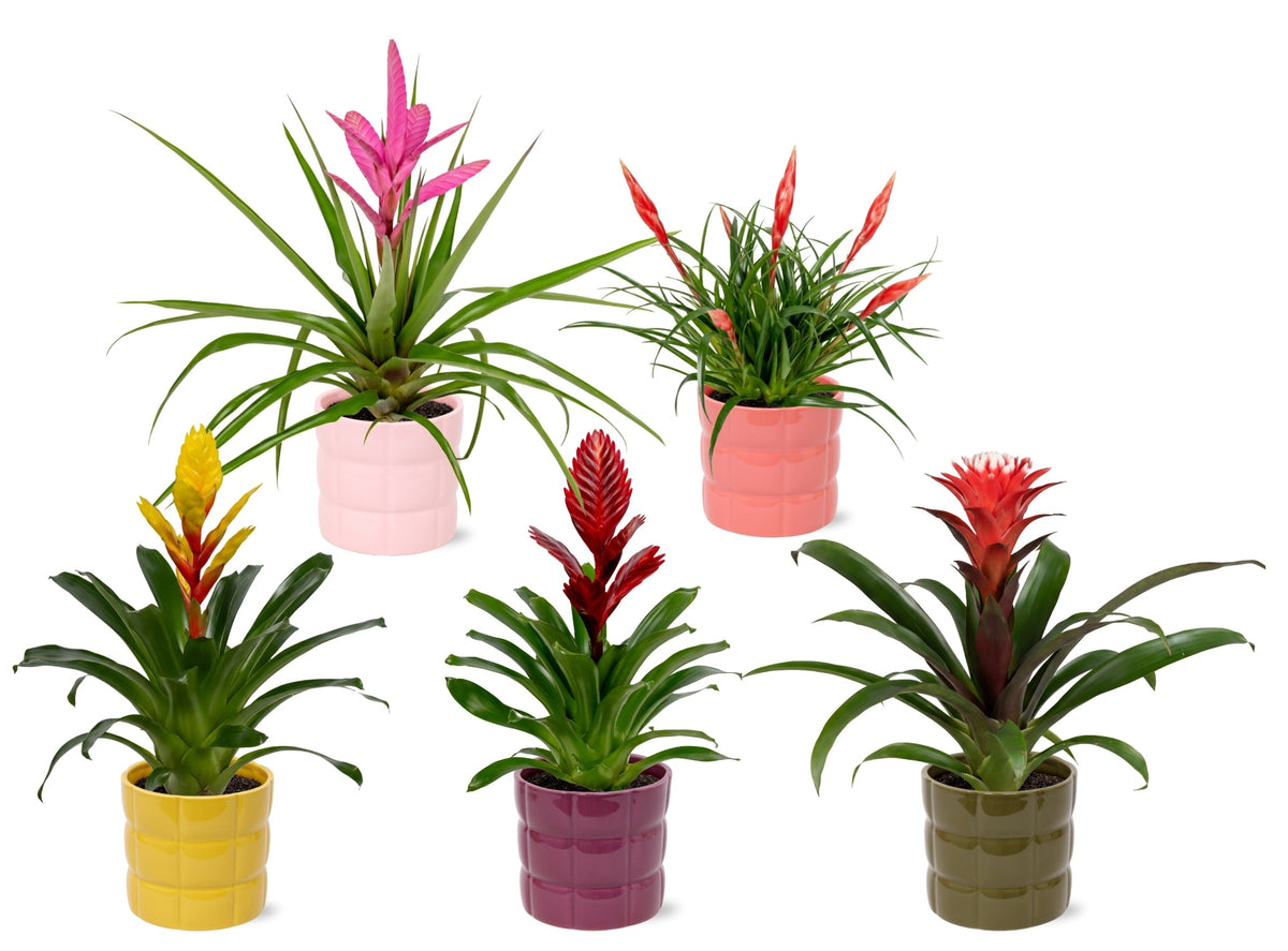 Bromelia mix 45cm 12cm Pot