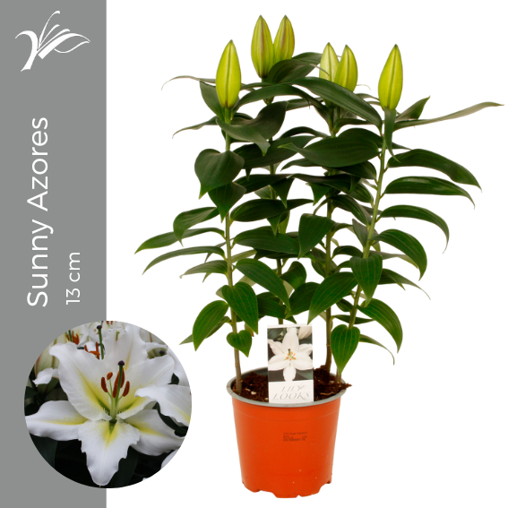 Lilium Sunny Azores 38cm 13cm Pot