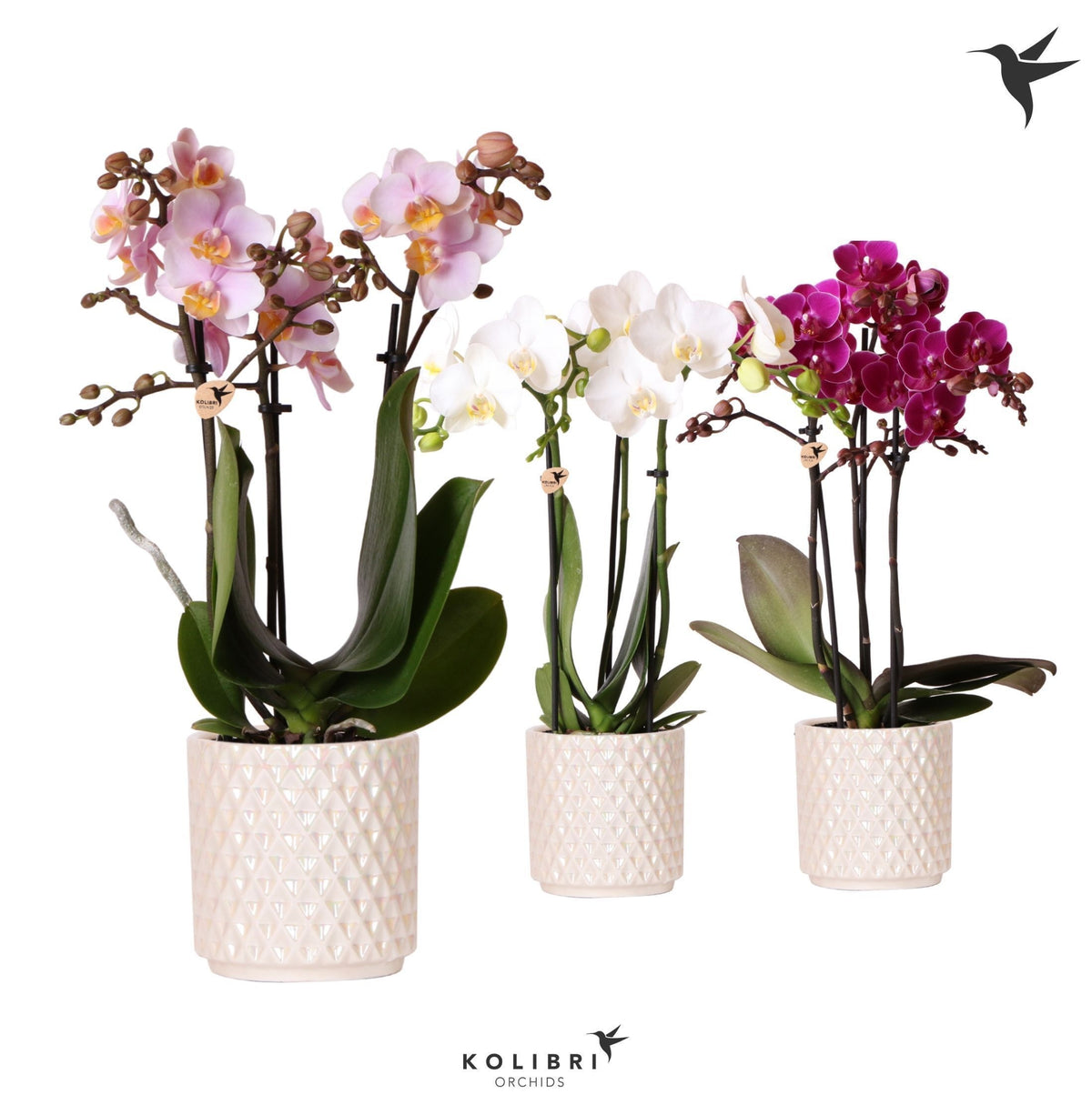 Phalaenopsis mix 40cm 9cm Pot