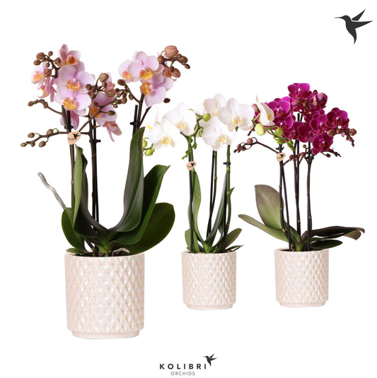 Phalaenopsis mix 40cm 9cm Pot
