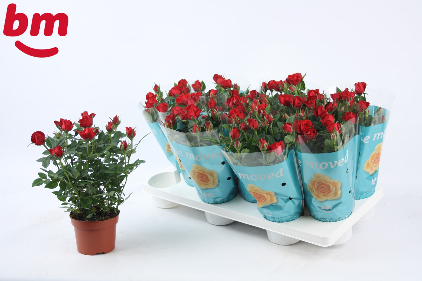 BM Roses Rosa Jewel Hot Pack of 12