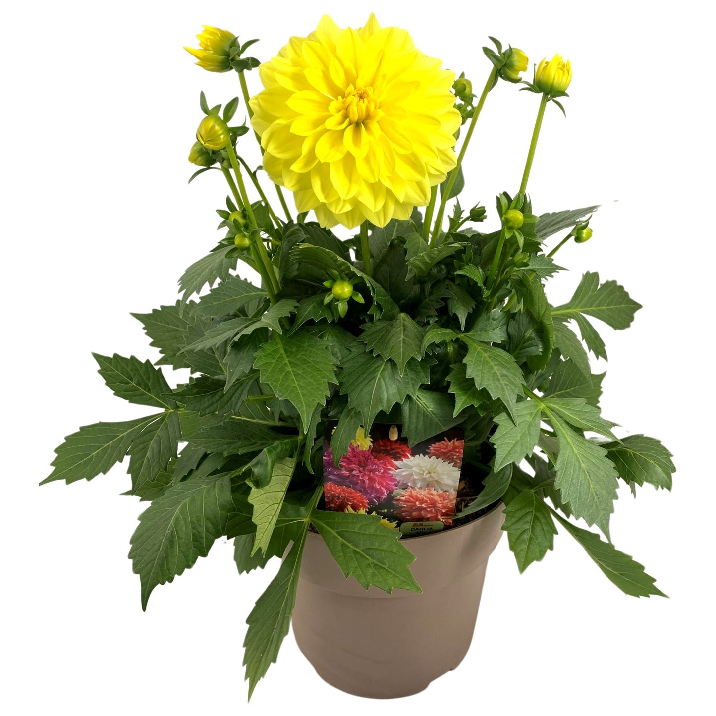 Dahlia Dalina Maxi Romero 55cm 23cm Pot