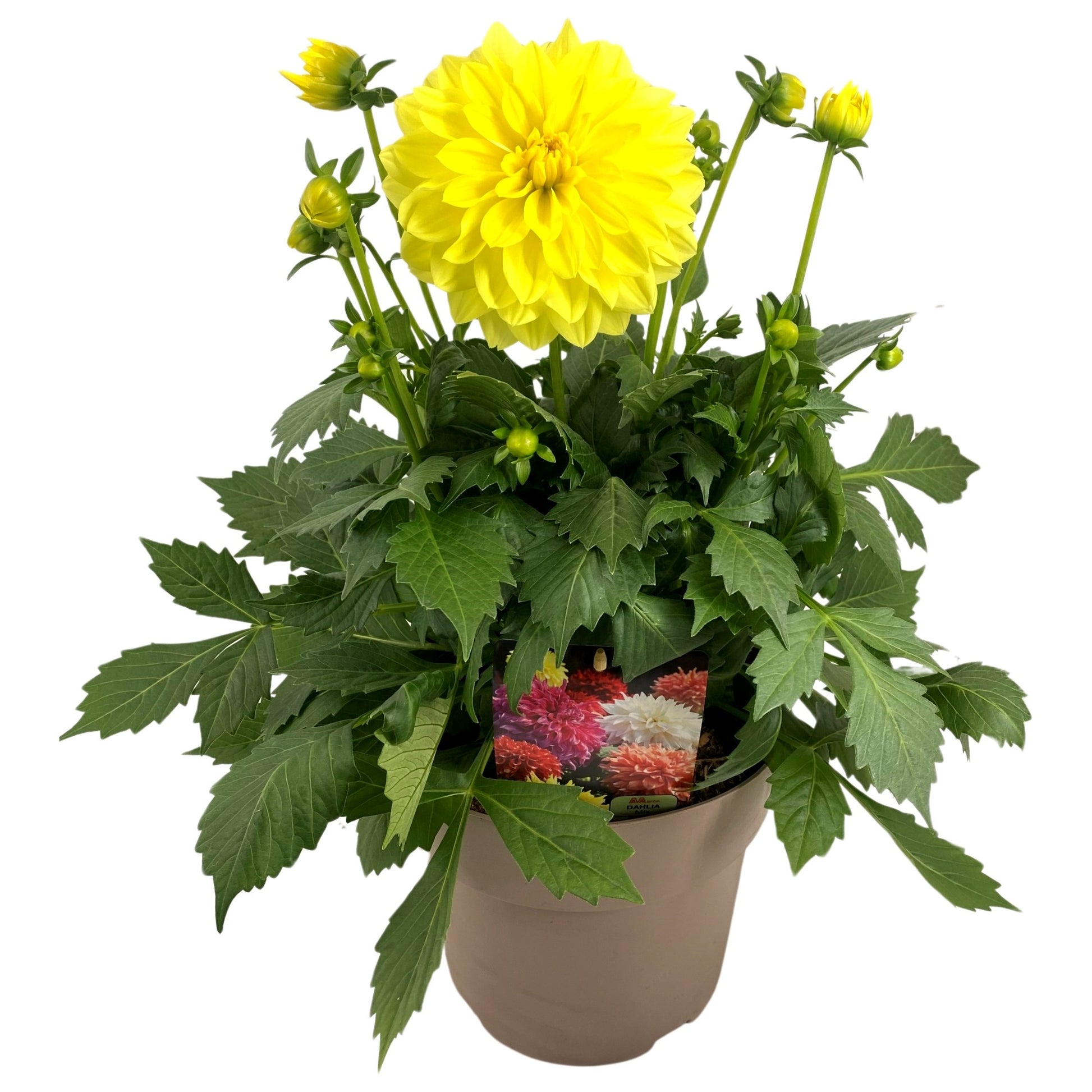 Dahlia Dalina Maxi Romero 55cm 23cm Pot