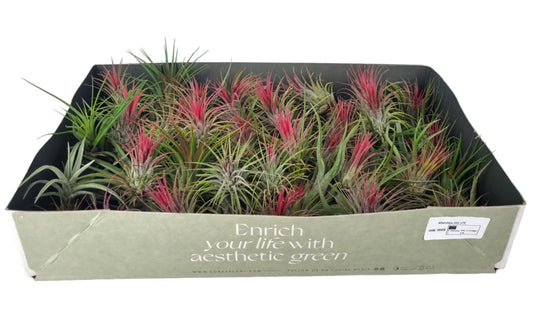 Corsaplant Tillandsia ionantha Pack of 70
