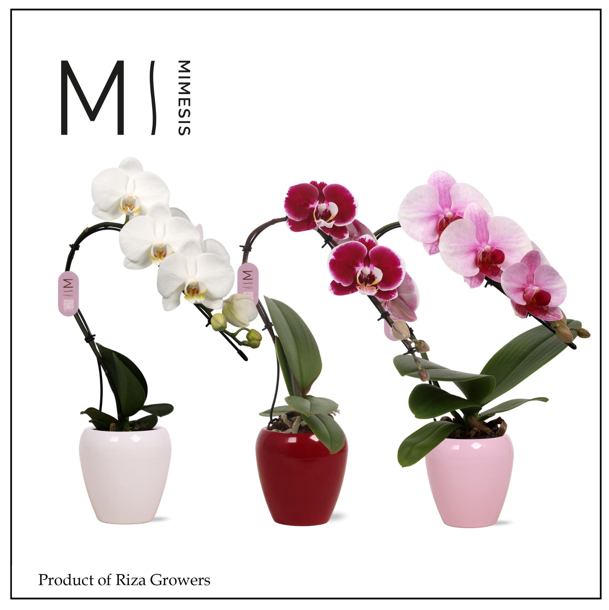 Phalaenopsis Hybrid 35cm 7cm Pot