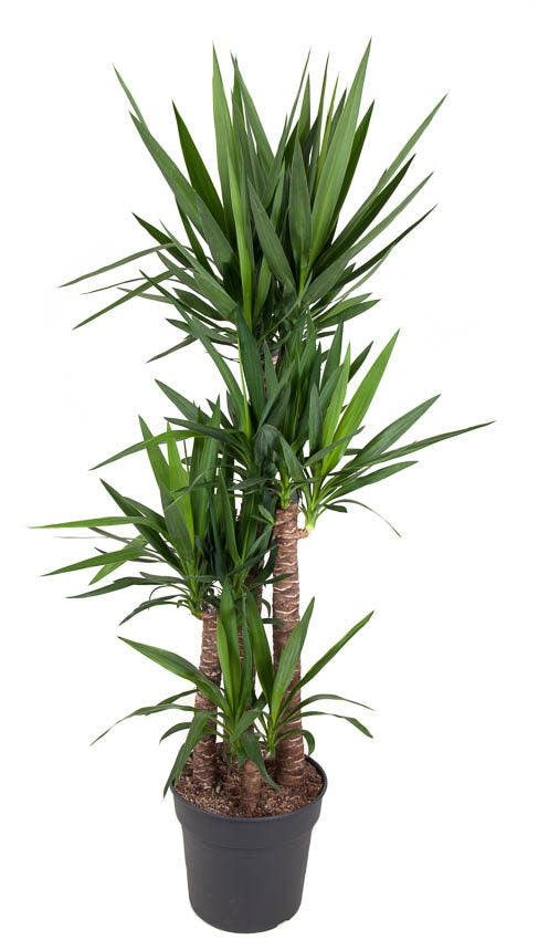 Yucca 120-90-60-30 180cm 34cm Pot