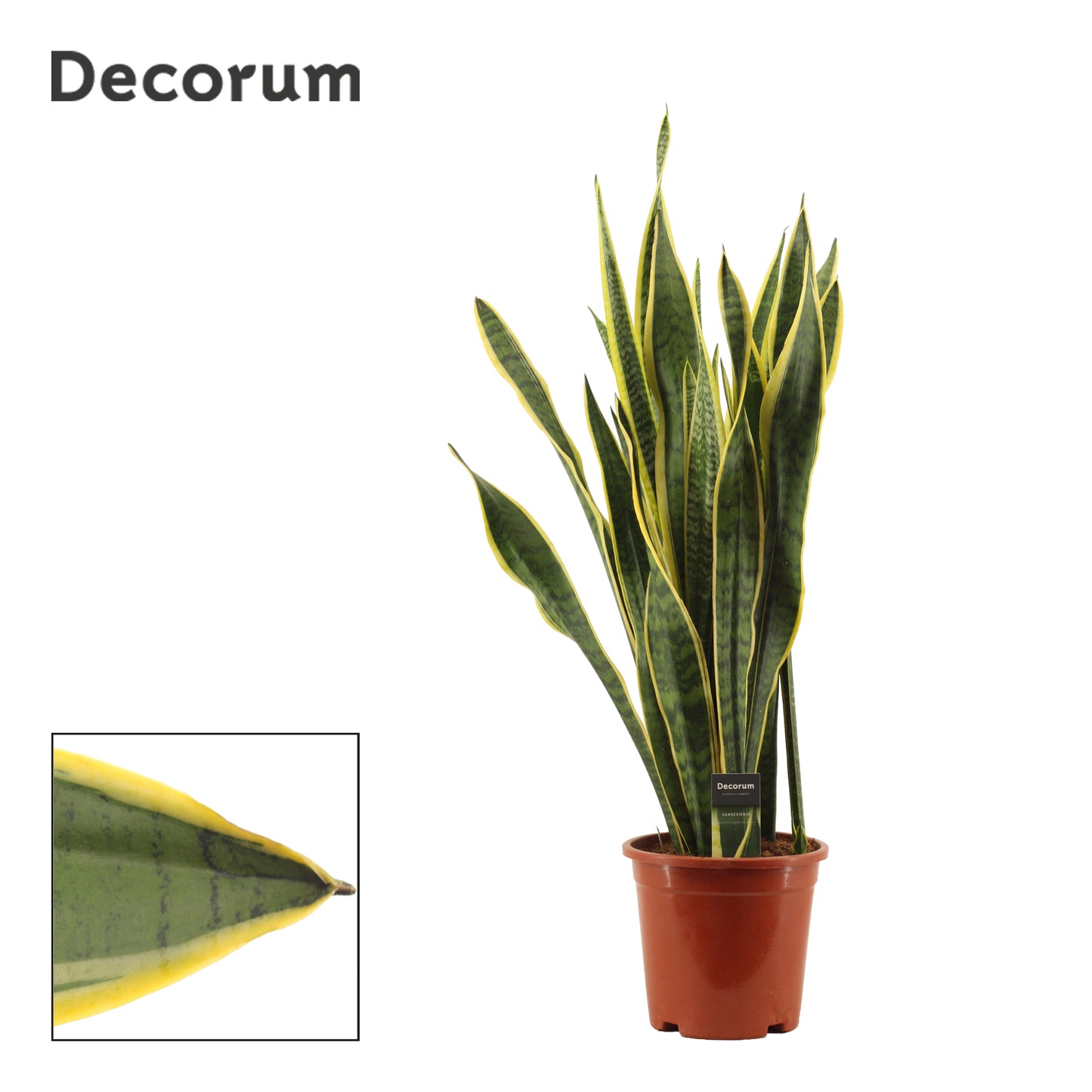 Duijn-Hove BV, kwekerij Sansevieria Laurentii Pack of 3
