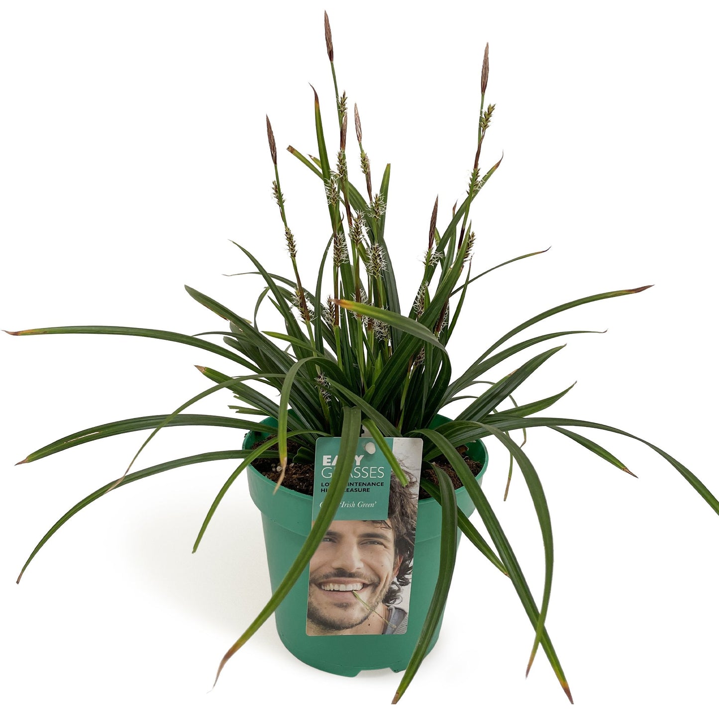 Carex morrowii Irish Green 35cm 17cm Pot
