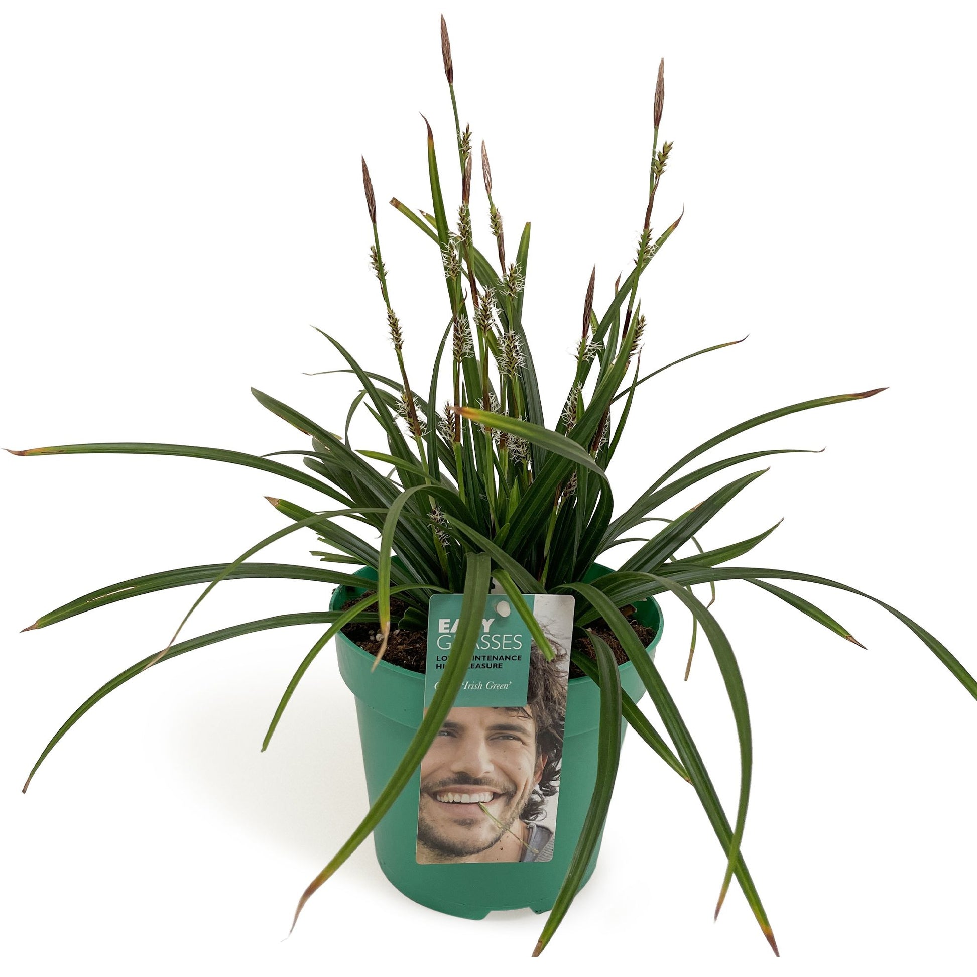 Carex morrowii Irish Green 35cm 17cm Pot