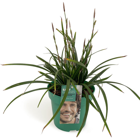 Carex morrowii Irish Green 35cm 17cm Pot