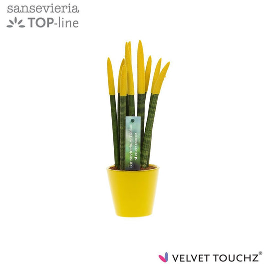 Sansevieria cylindrica 35cm 8.5cm Pot