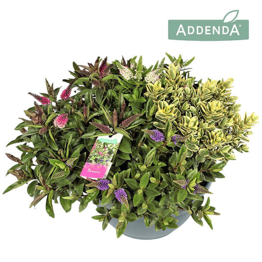 Hebe Addenda mix 40cm 30cm Pot
