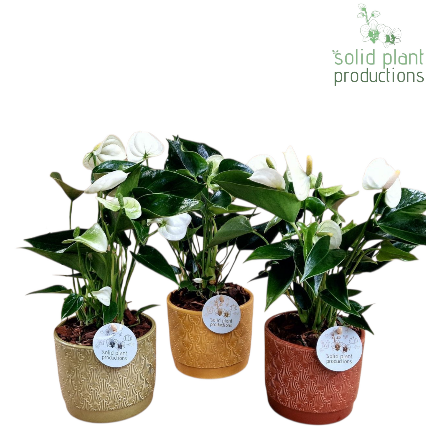 arr. Anthurium 38cm 12cm Pot