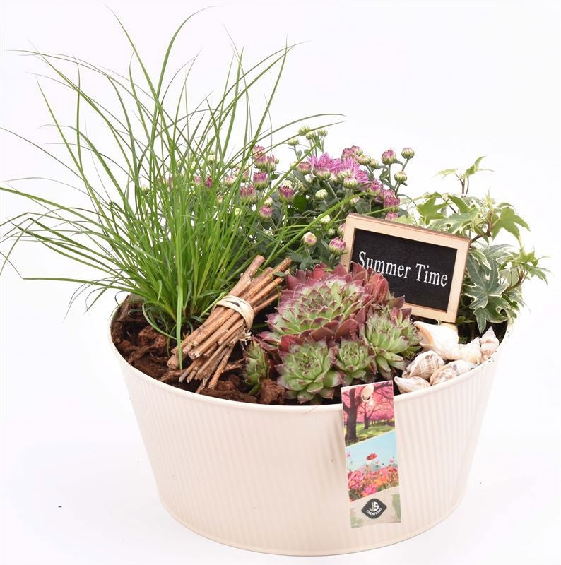 arr.  Plants 25cm Pot