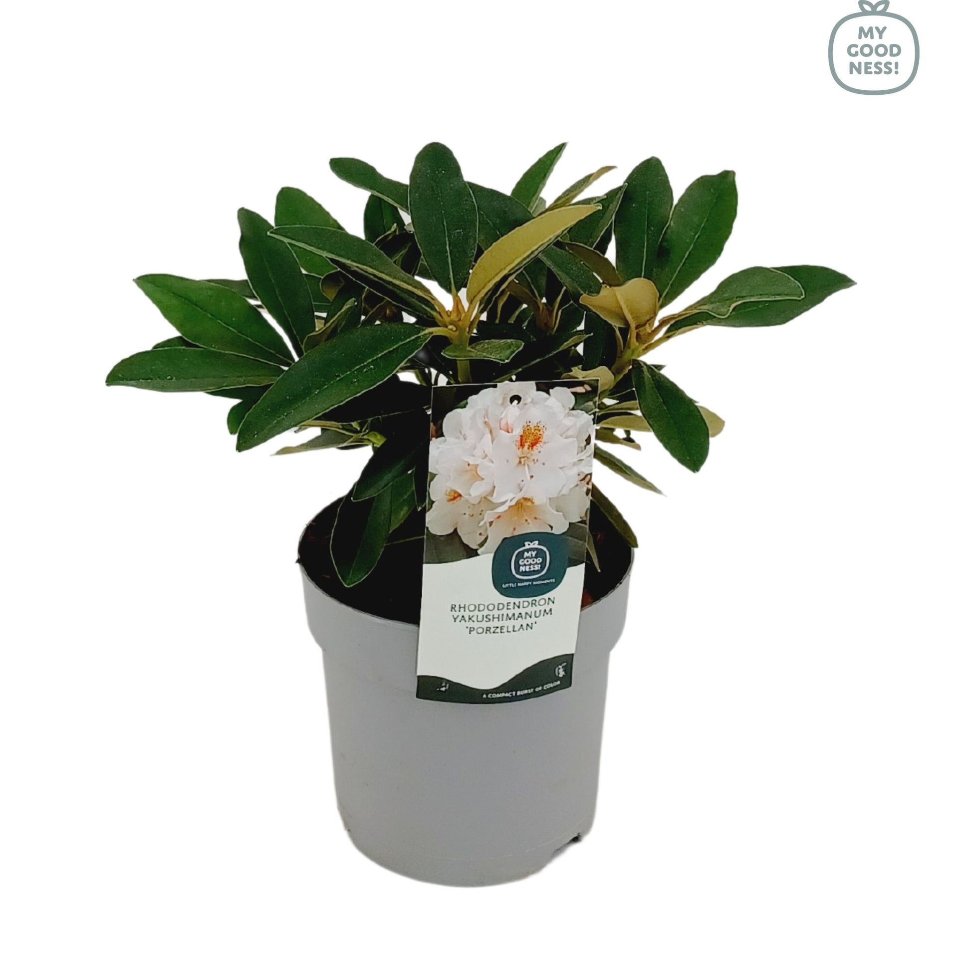 Leybaert BVBA Rhododendron yakushimanum mix Pack of 1