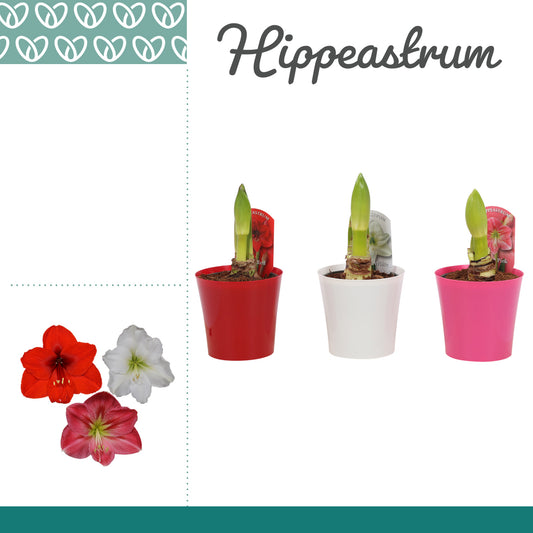 Hippeastrum Hybrid 25cm 12cm Pot