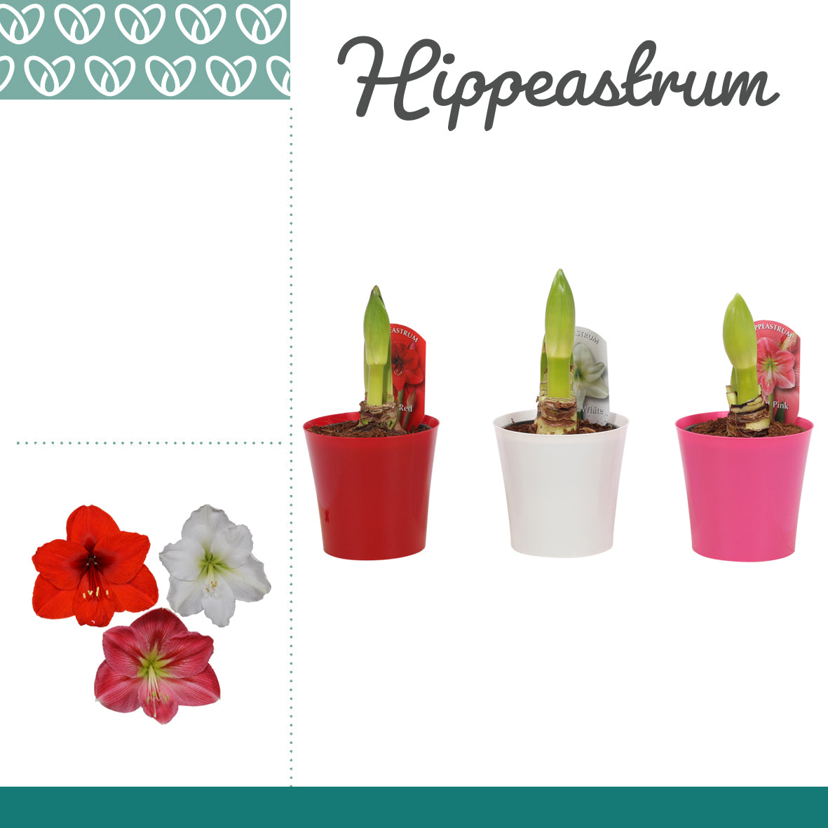 Hippeastrum 25cm 12cm Pot