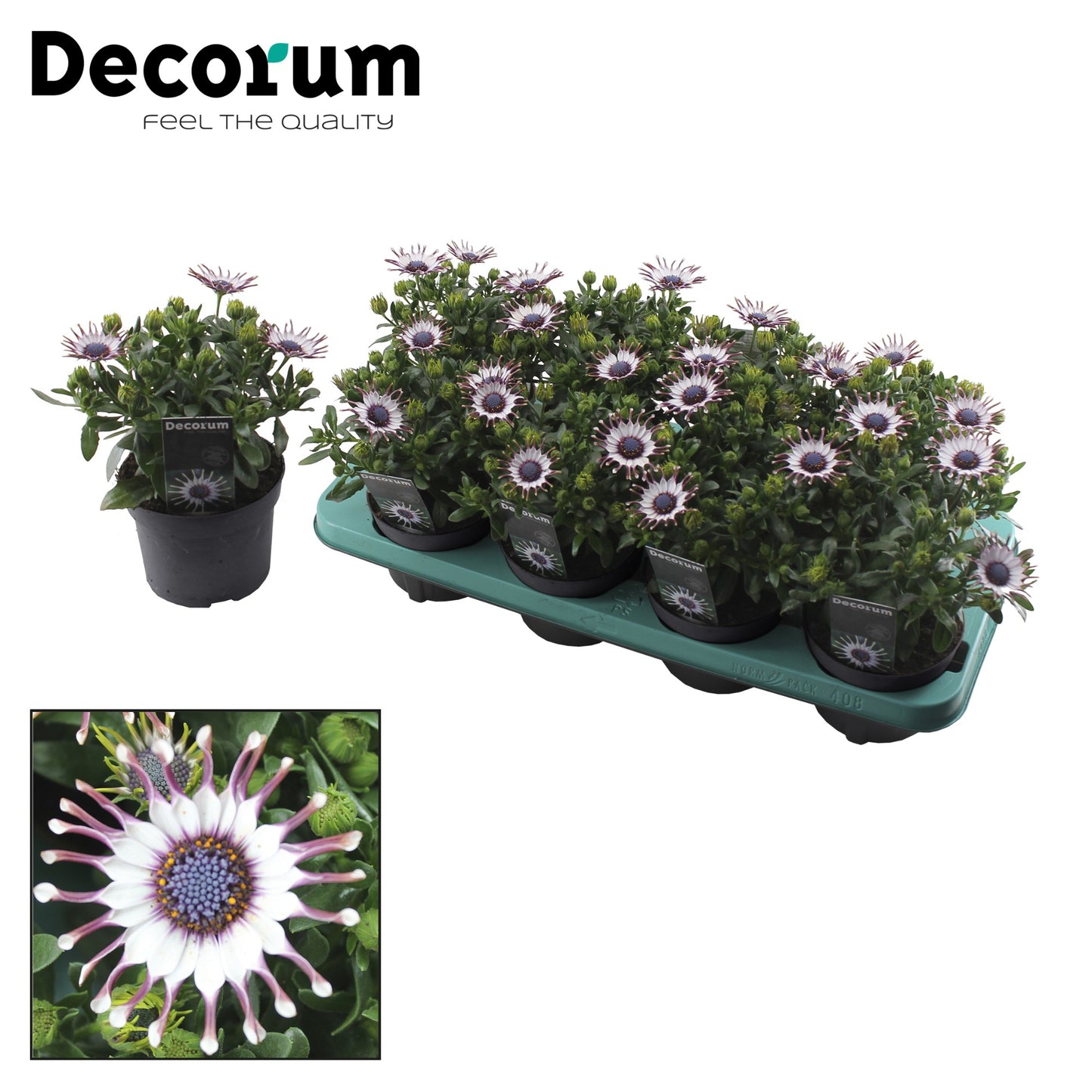 Osteospermum Sunny Sonja 25cm 12cm Pot