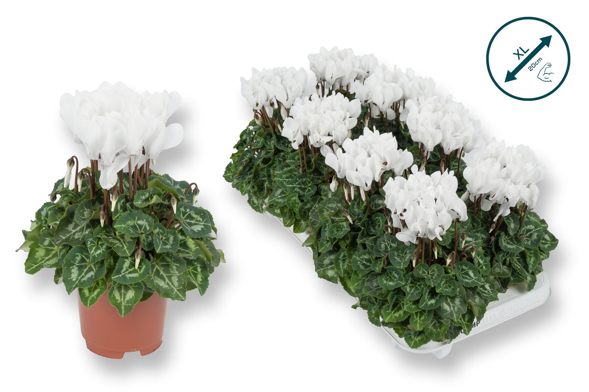 Cyclamen Compact white 25cm 10.5cm Pot