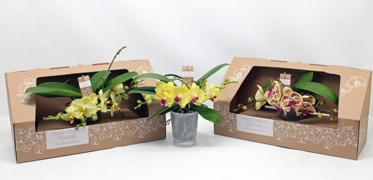 Phalaenopsis yellow 35cm 12cm Pot
