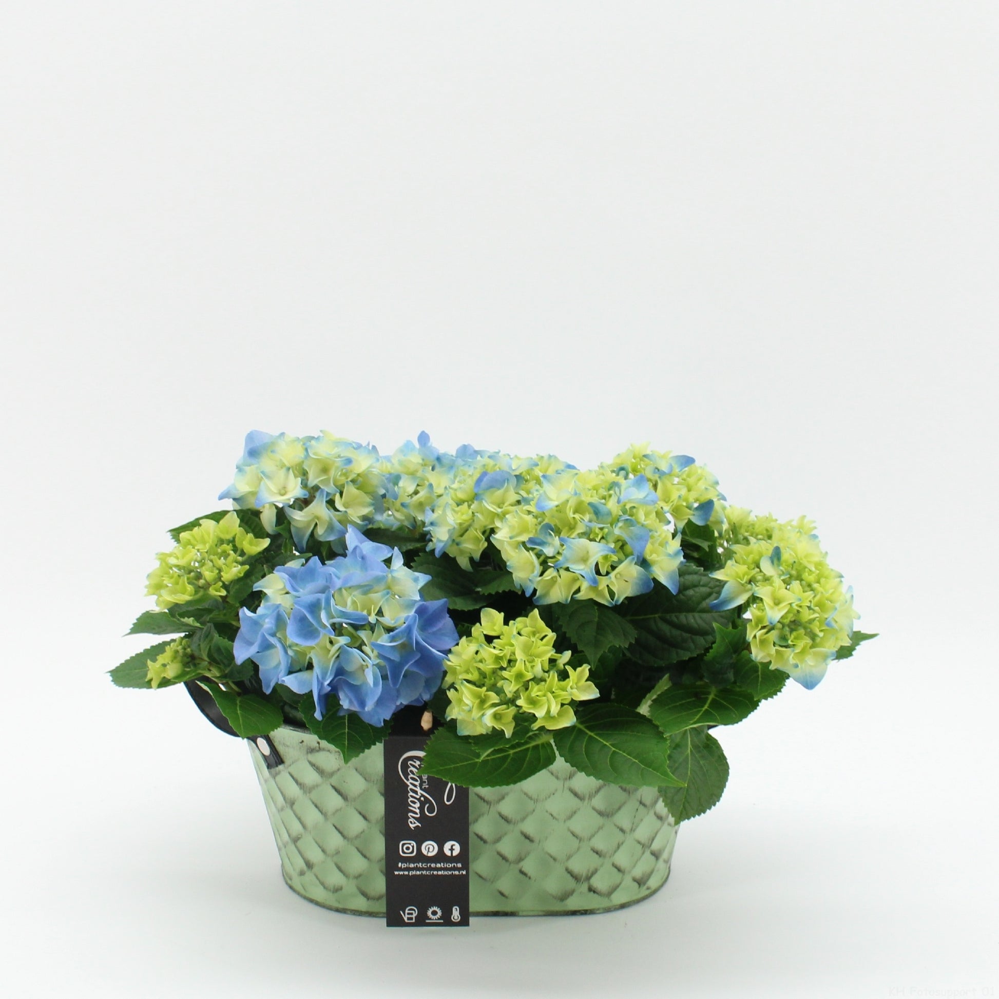 KHCR-2623B Hydrangea creatie 30cm 25cm Pot