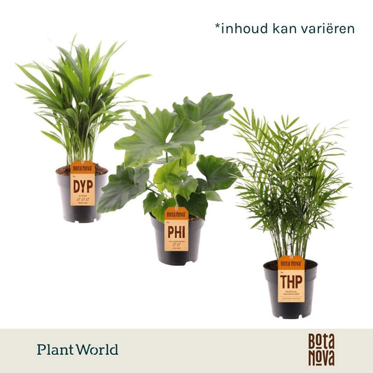 Groenmix Cuba (diverse soorten) 40cm 14cm Pot