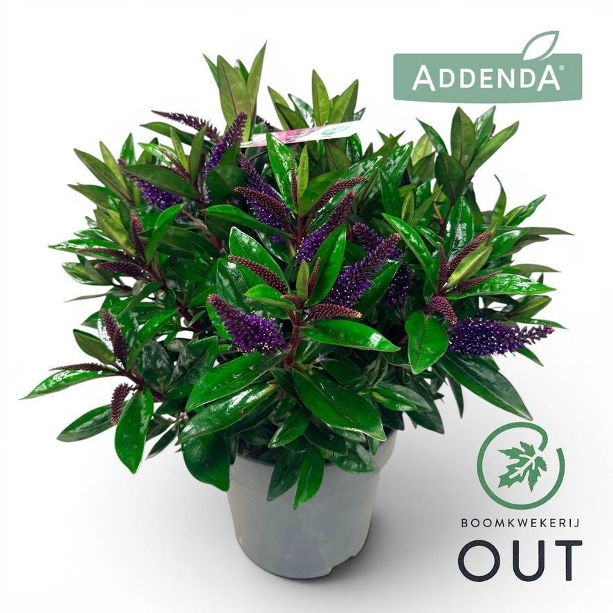 Hebe Addenda mix 65cm 17cm Pot