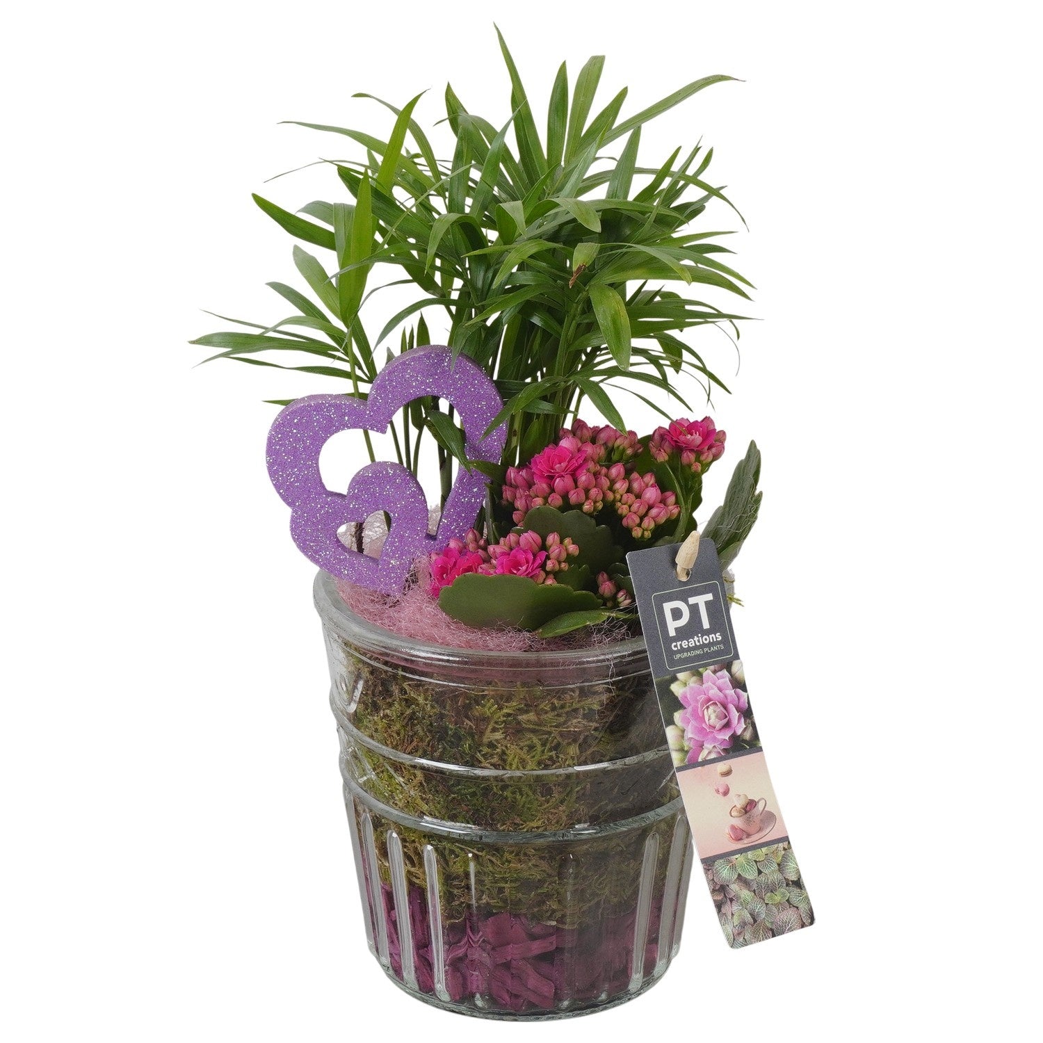 Indoor arrangement 26cm 12cm Pot