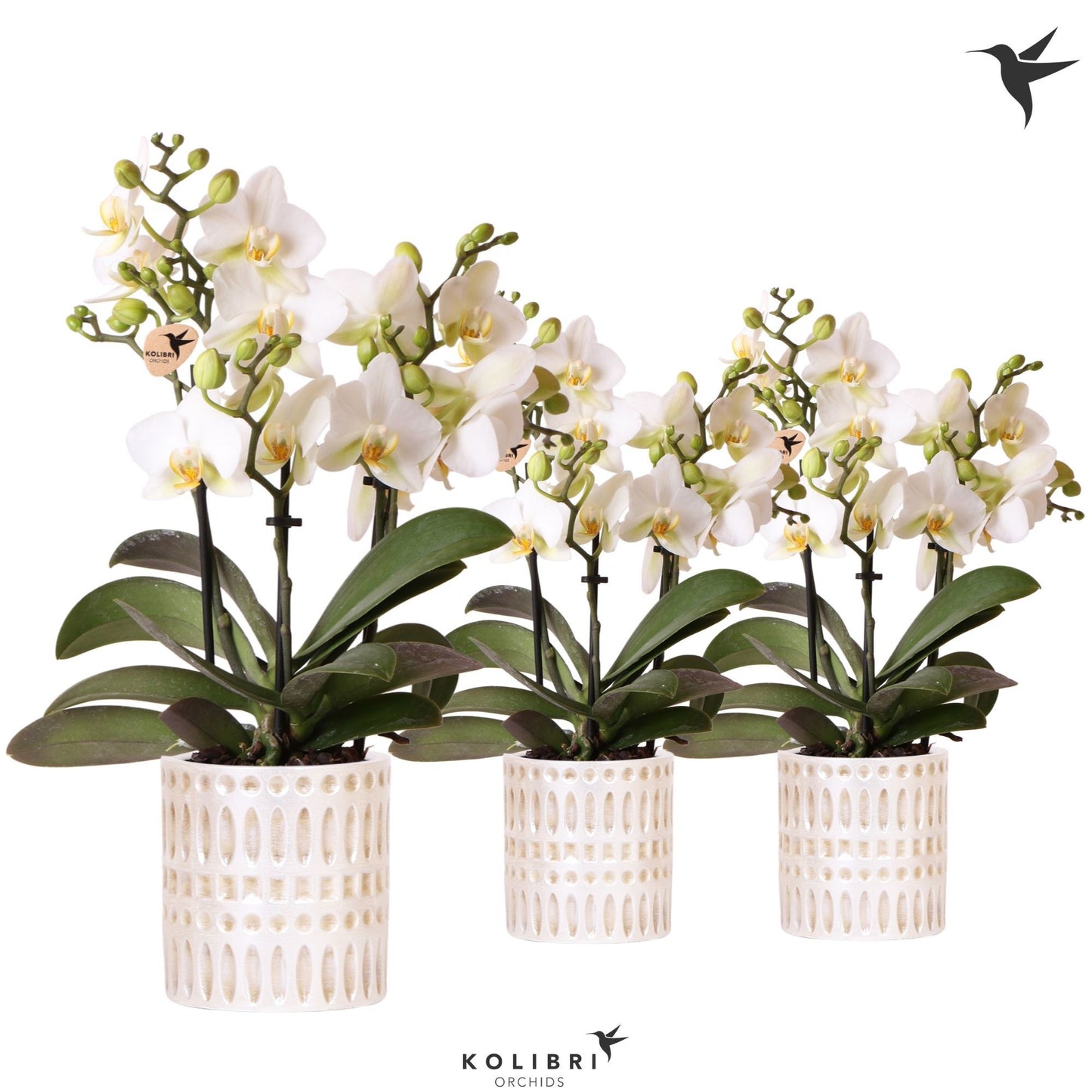 Kolibri Orchids Phalaenopsis Lausanne 3 spike in Mozaiek pot 40cm 9cm Pot