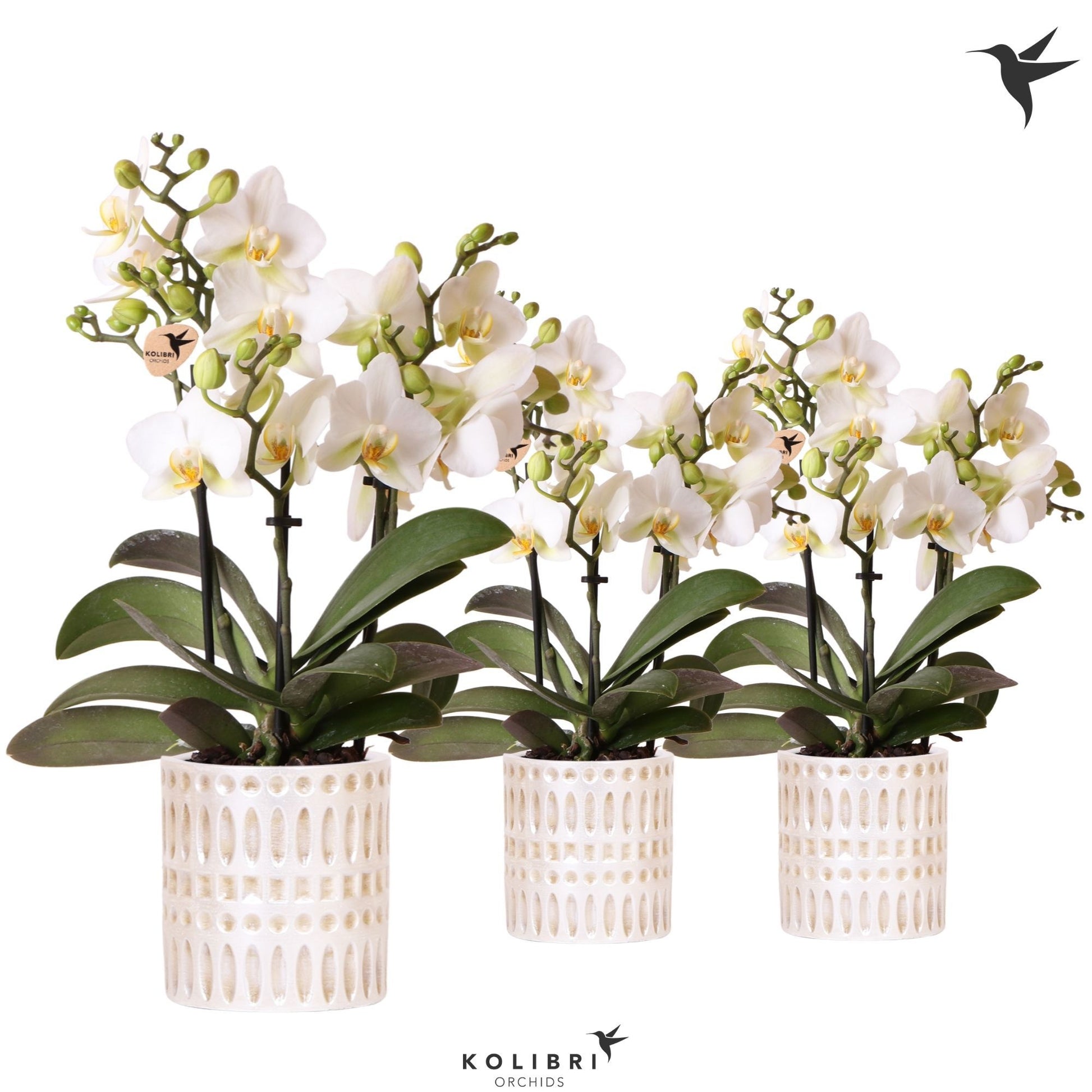 Kolibri Orchids Phalaenopsis Lausanne 3 spike in Mozaiek pot 40cm 9cm Pot