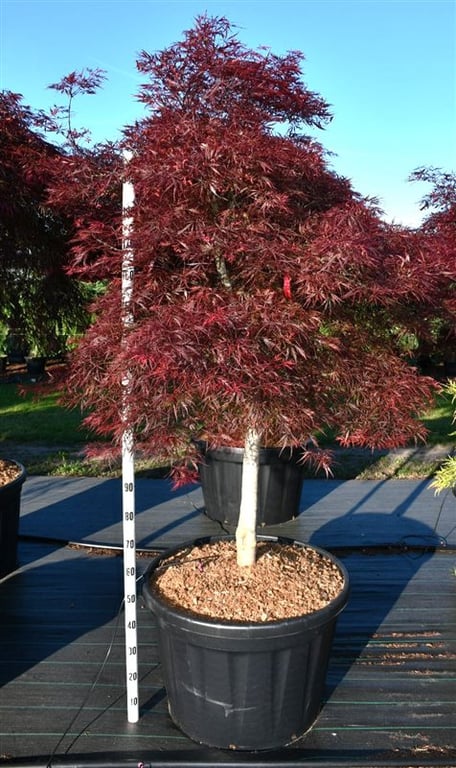 Acer palmatum mix 240cm 80cm Pot
