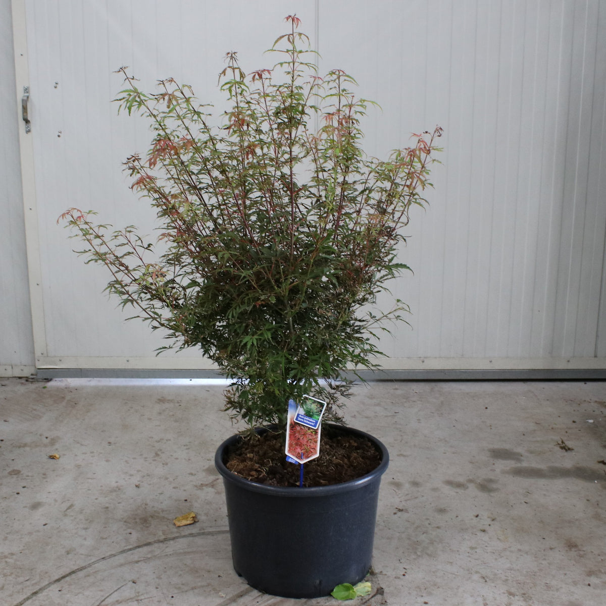 Acer Jerre Schwartz 120cm 40cm Pot