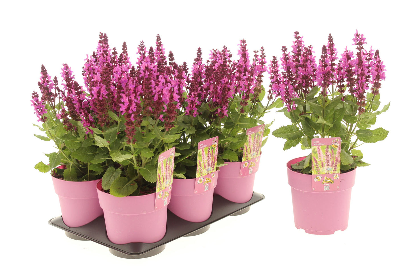 Salvia Marvel Rose 25cm 15cm Pot