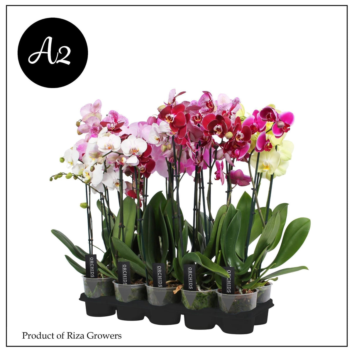 Phalaenopsis mix 65cm 12cm Pot