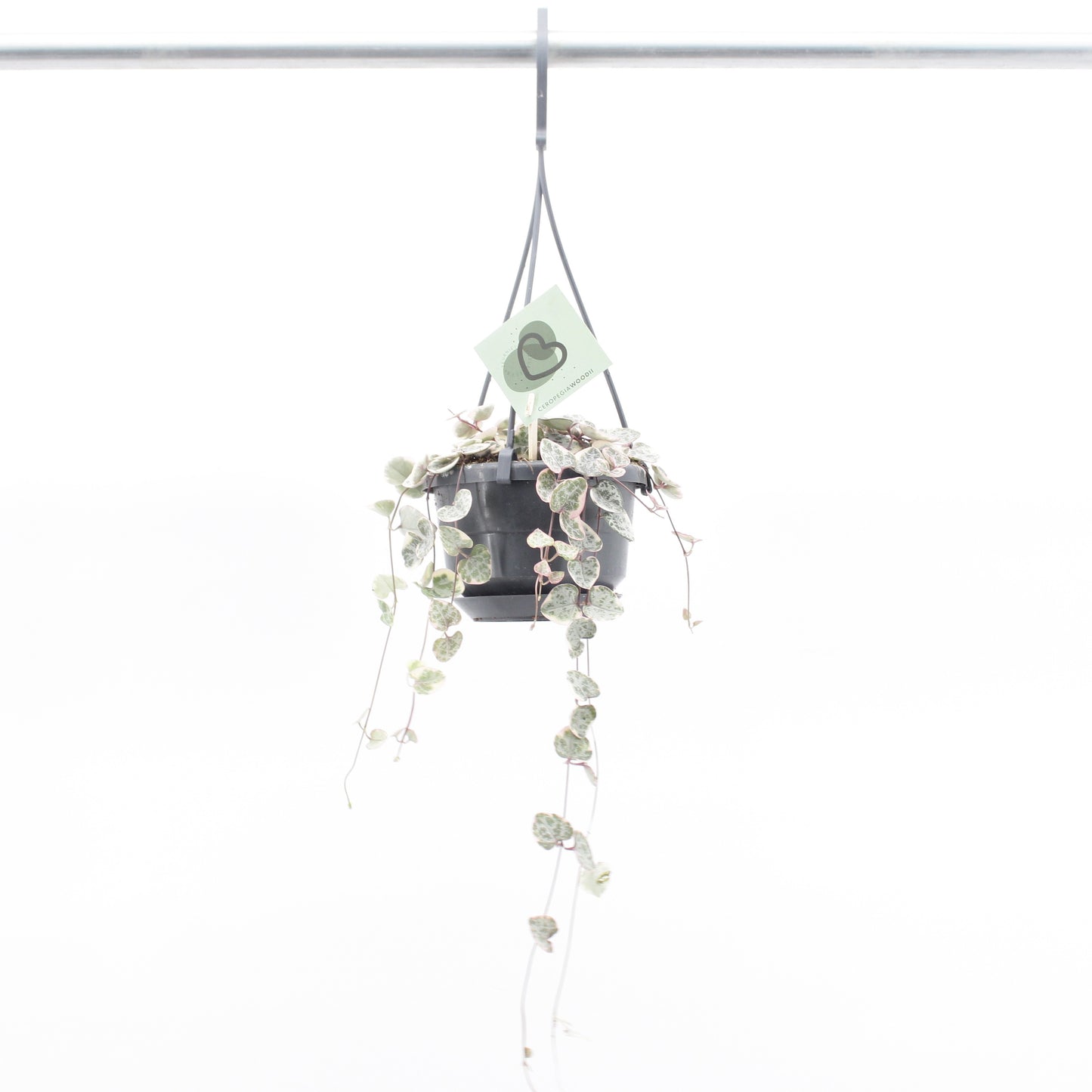 Ceropegia woodii variegated 32cm 510cm Pot