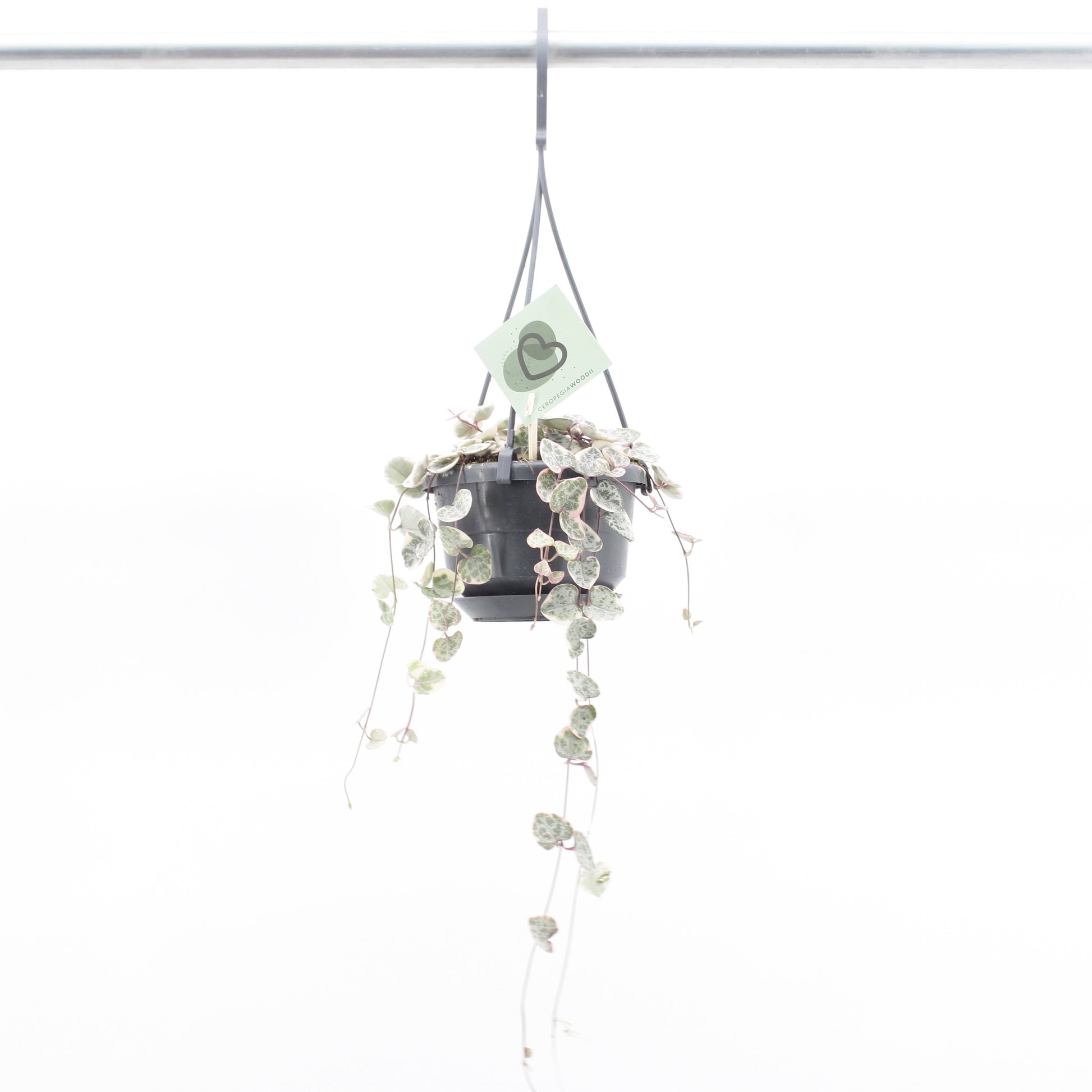 Ceropegia woodii variegated 32cm 510cm Pot