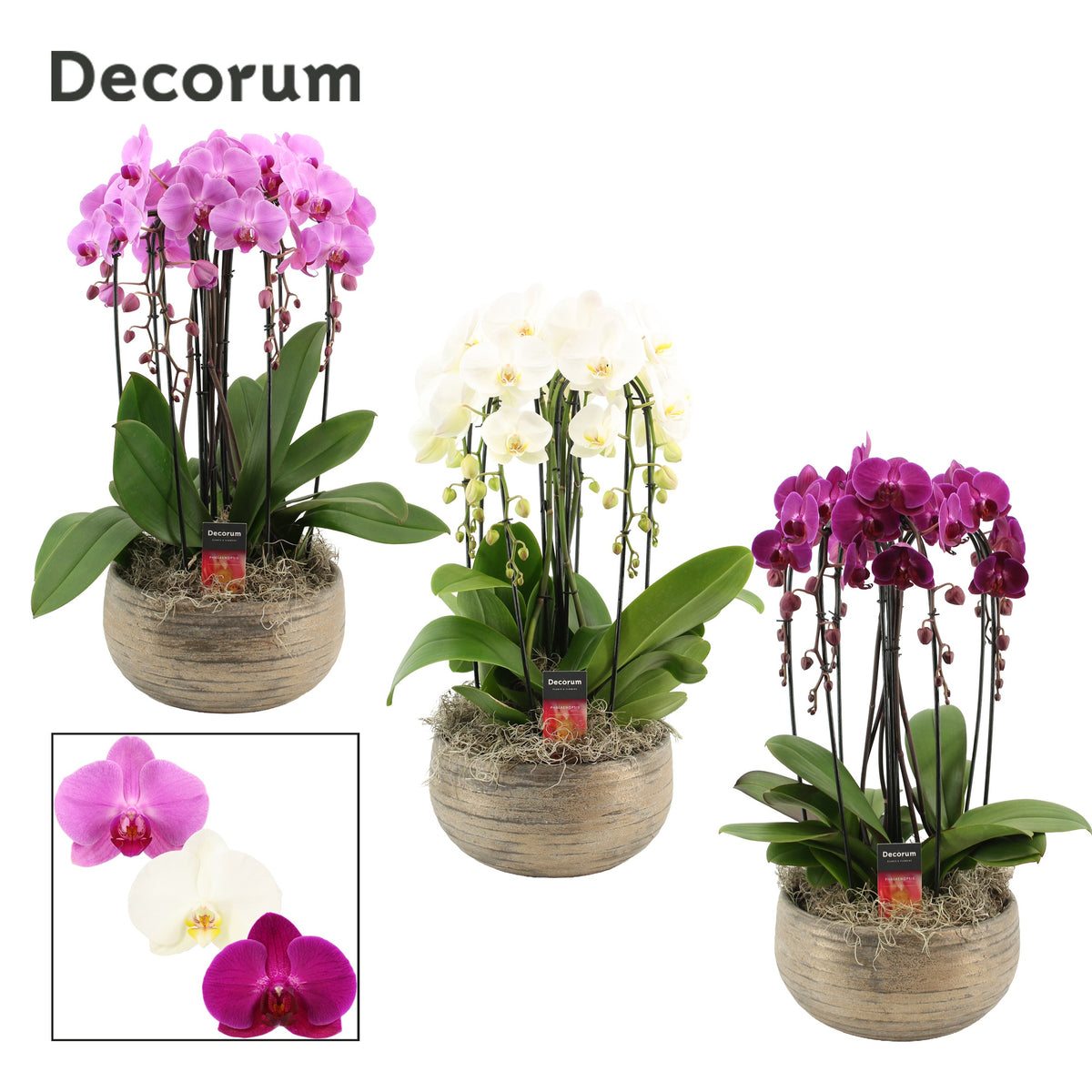 Phalaenopsis mix 55cm 27cm Pot