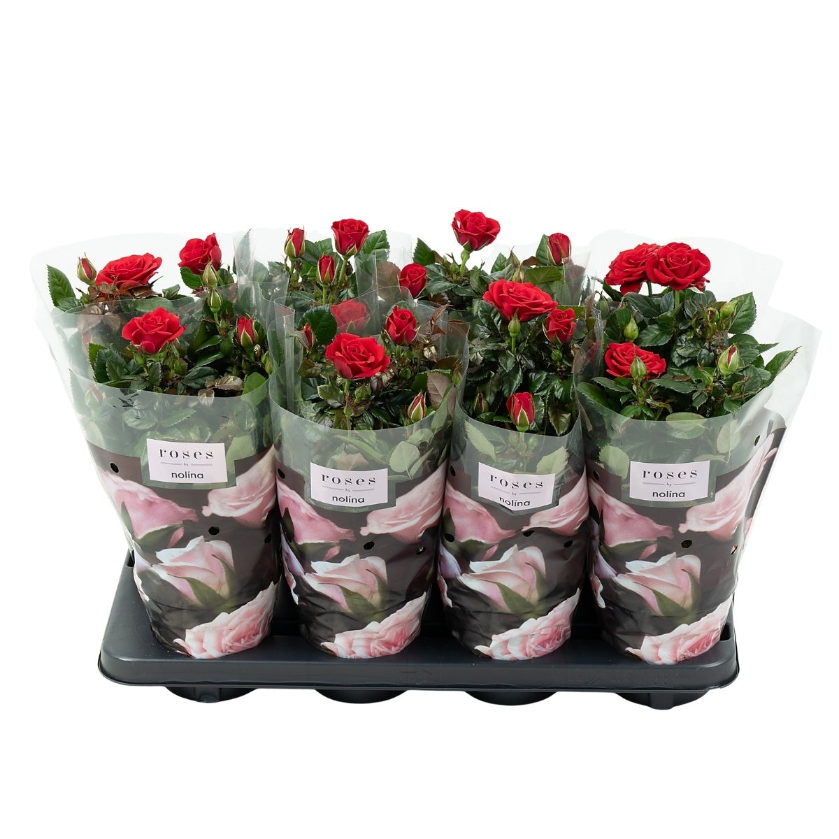 Rosa red 36cm 13cm Pot